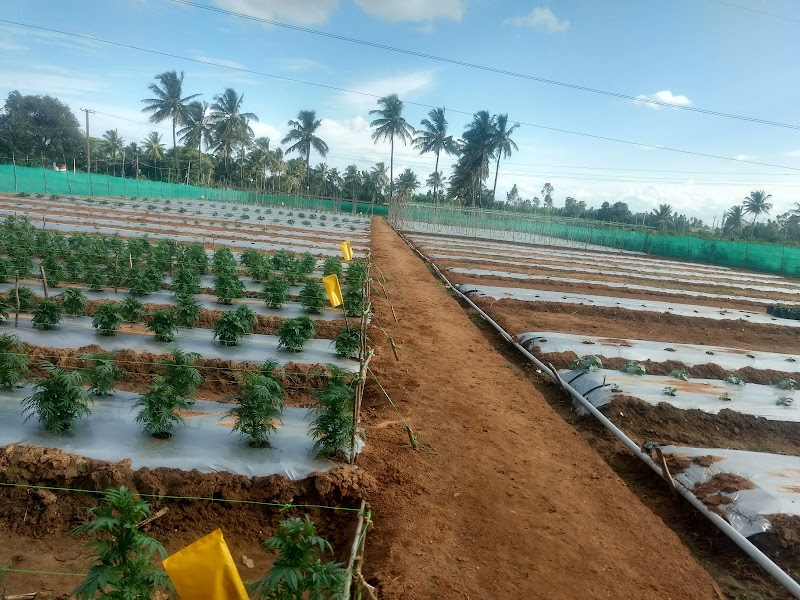 Charoen Pokphand Seeds (India) Pvt. Ltd.