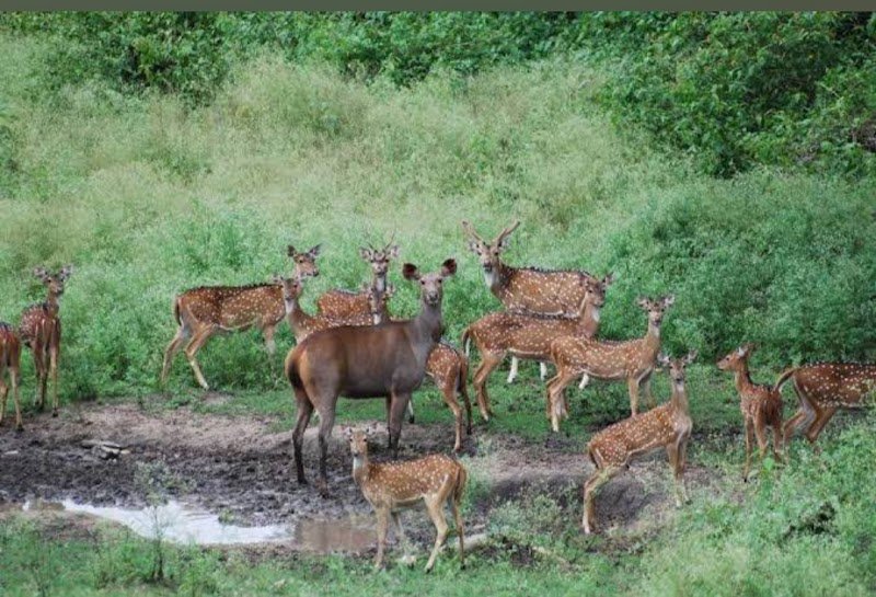 Indravati National Park, a Tourist Spots in Jagdalpur