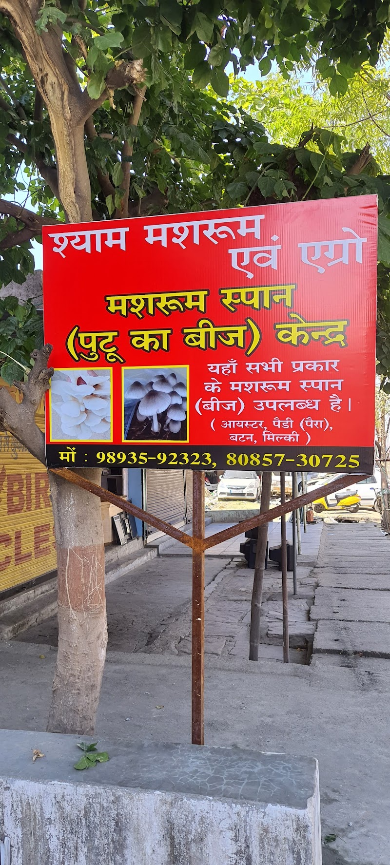 Mushroom Spawn - Agricultural Seed Store in Bilaspur