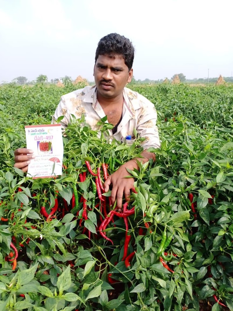 Prabhakar Hybrid Seeds