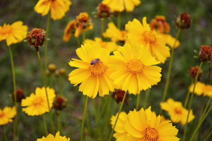 Suvarna Hybrid Seeds Pvt Ltd